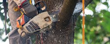 Best Emergency Tree Removal  in Waelder, TX