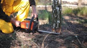 How Our Tree Care Process Works  in  Waelder, TX