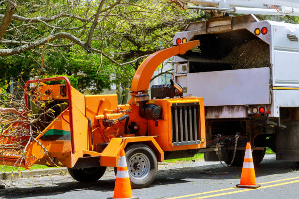 Best Storm Damage Tree Cleanup  in Waelder, TX