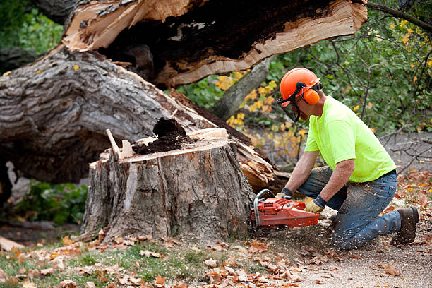 Best Tree Trimming and Pruning  in Waelder, TX