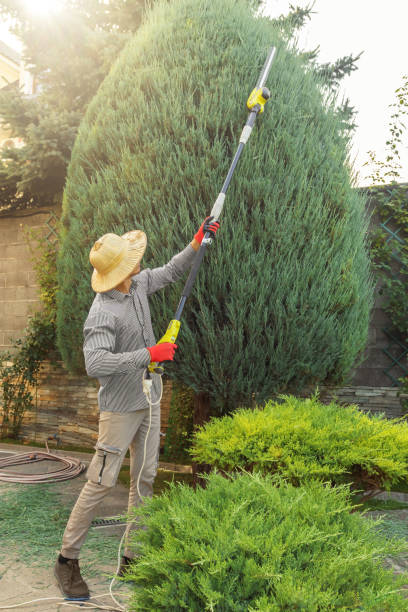 Best Hedge Trimming  in Waelder, TX