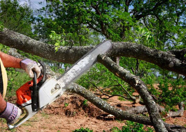  Waelder, TX Tree Removal Pros